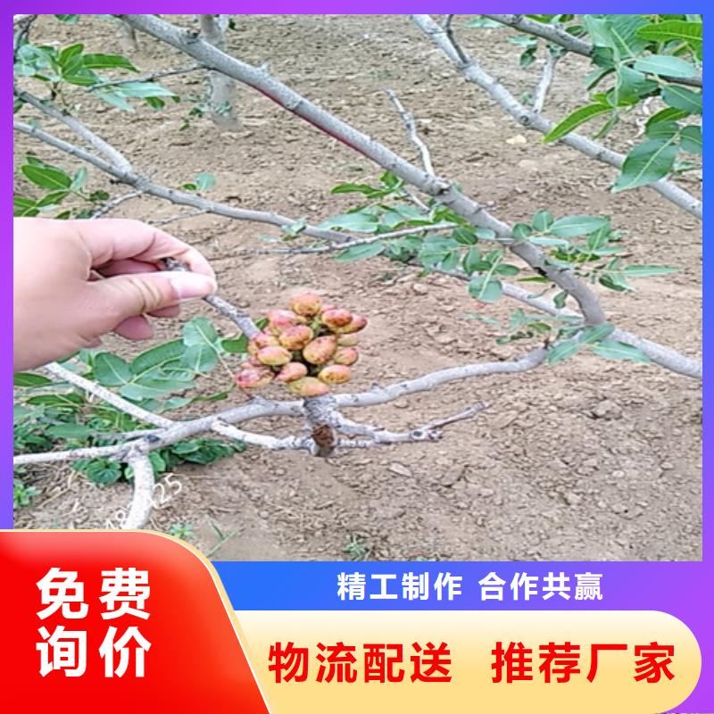 開心果,櫻桃苗采購