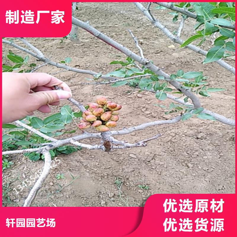 開心果蘋果苗商家