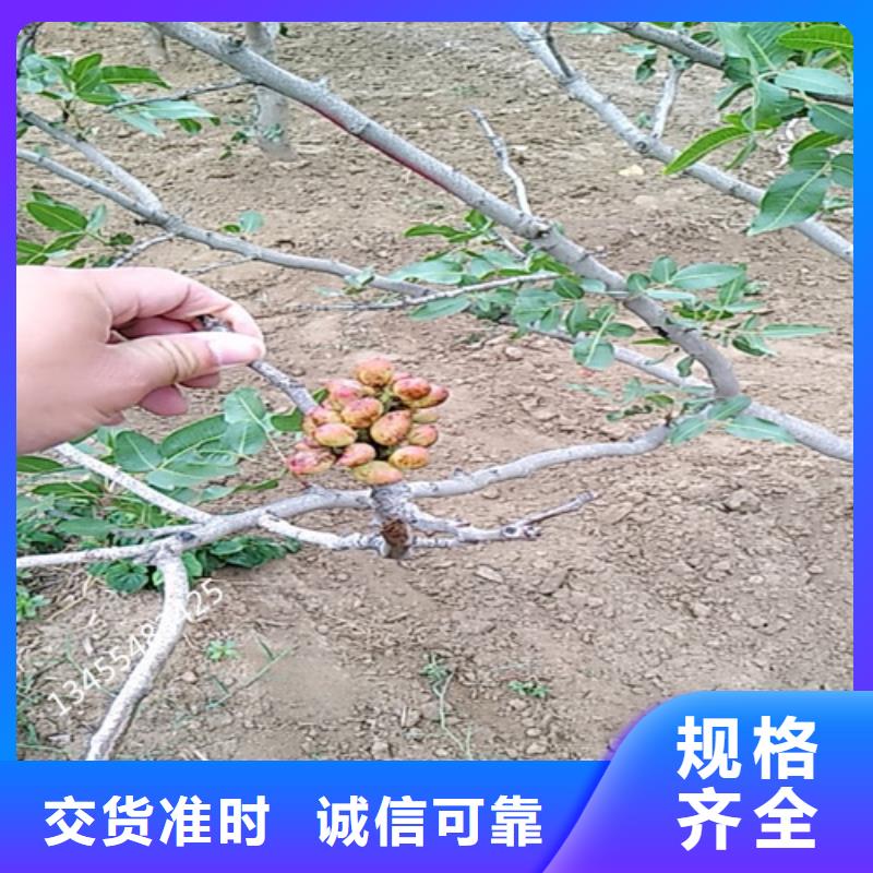 开心果板栗苗质量无忧