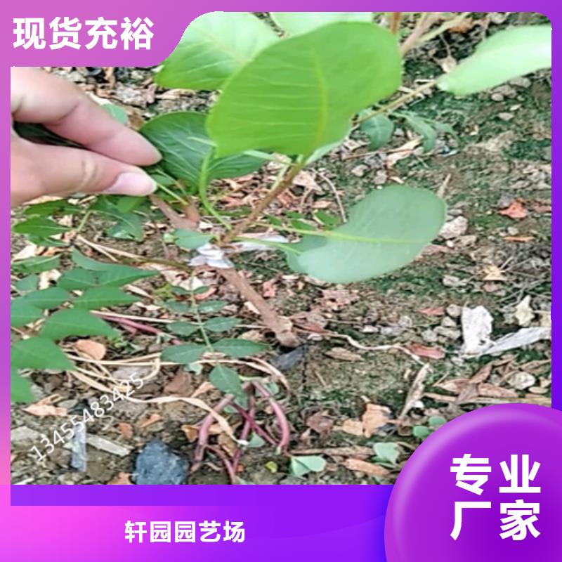 開心果,櫻桃苗采購(gòu)