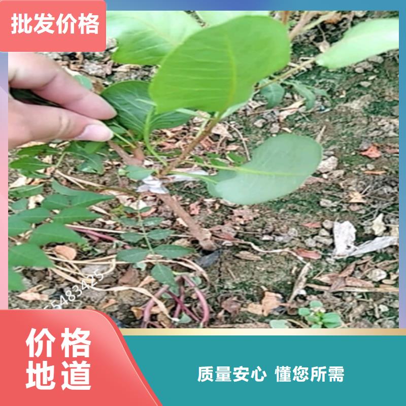 開心果蘋果苗商家