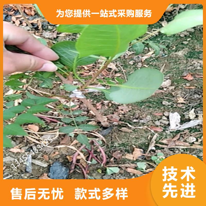 開心果,櫻桃苗采購