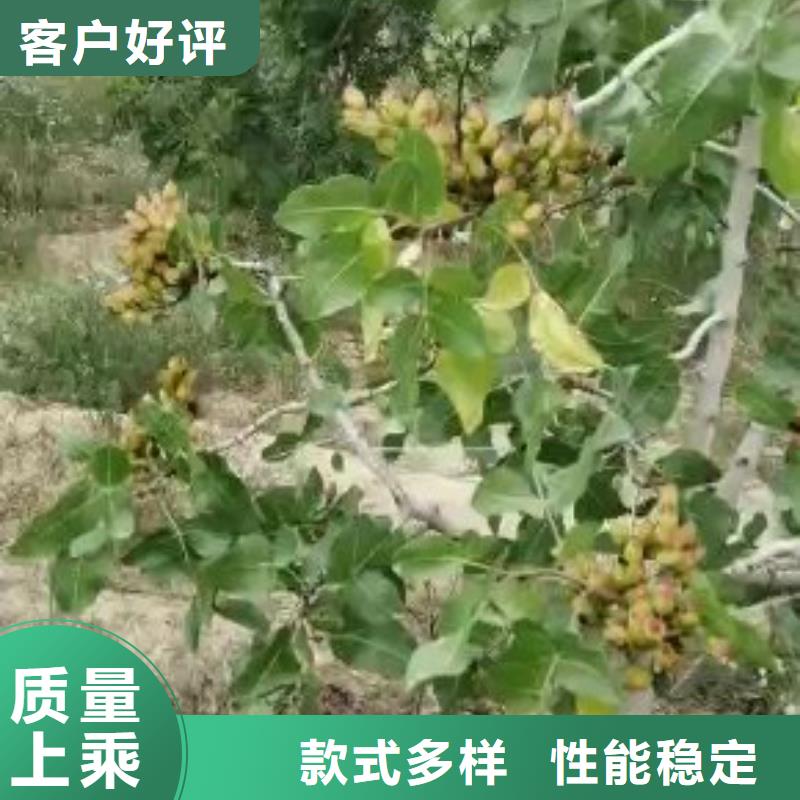開心果蘋果苗商家