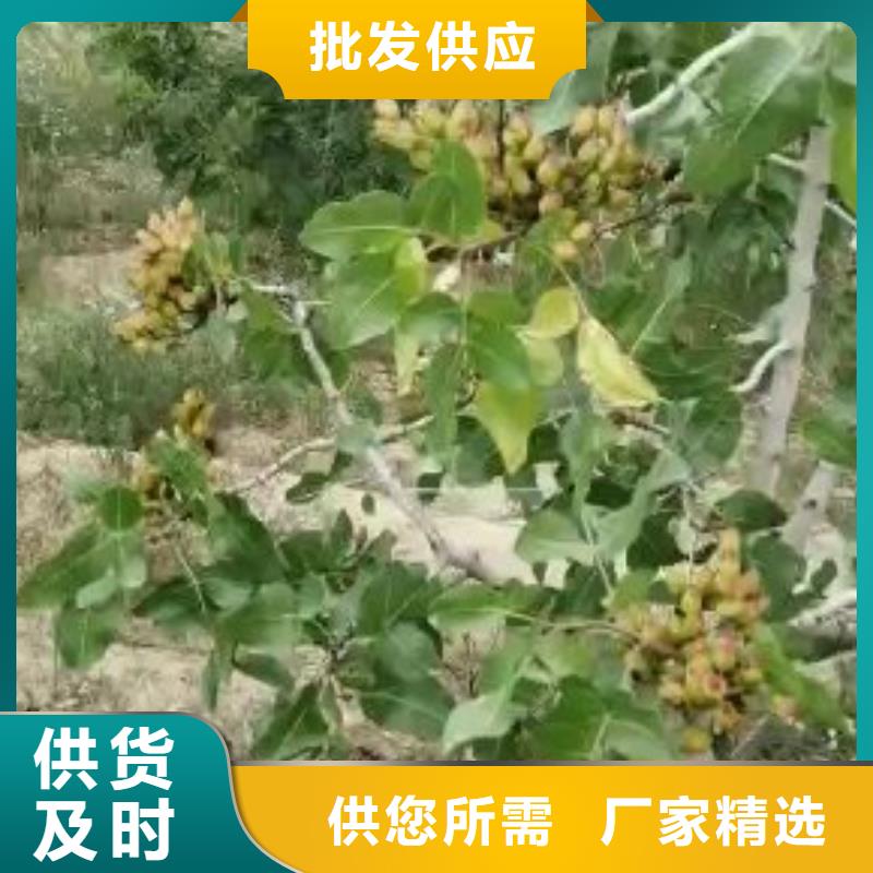 開心果_石榴樹源頭廠家