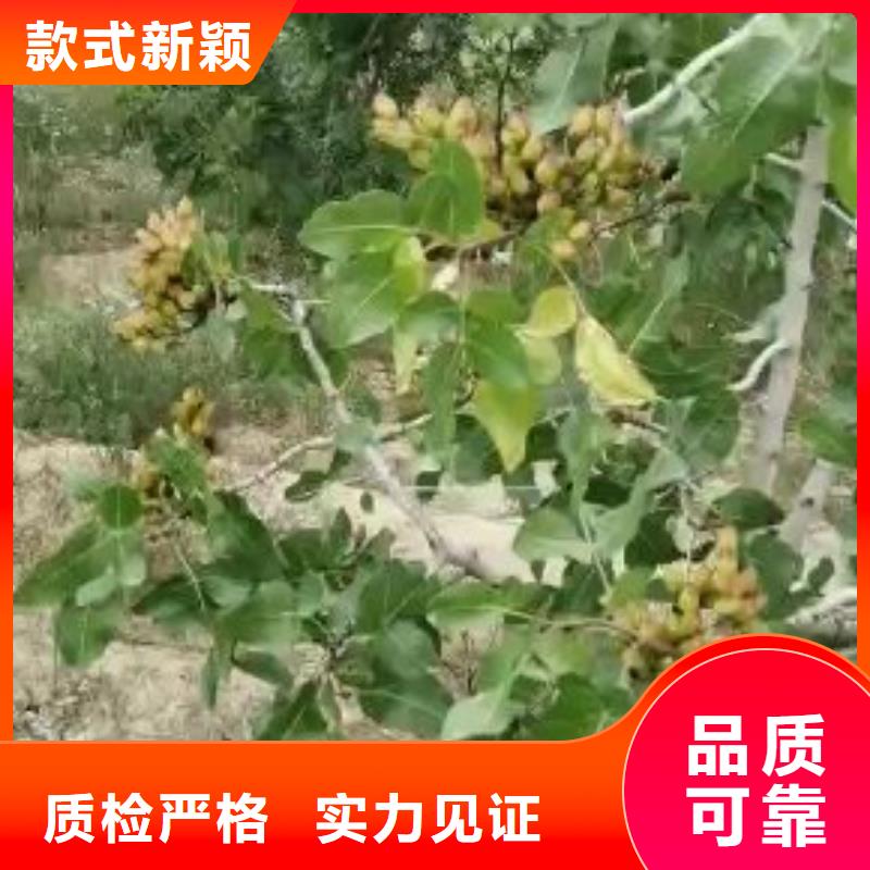 开心果桃树苗为品质而生产