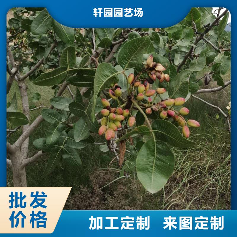 開心果蘋果苗商家