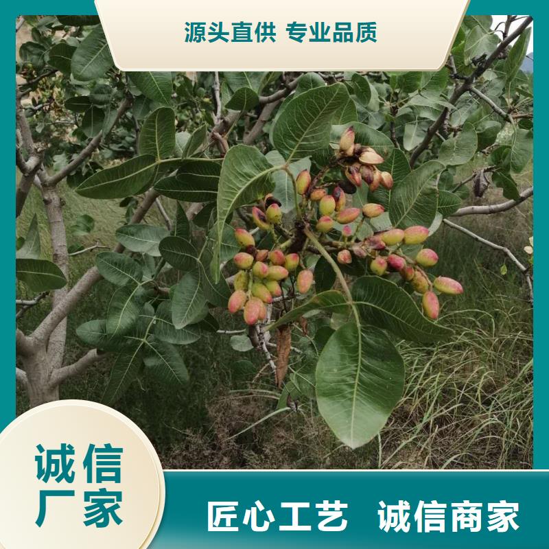 開心果,櫻桃苗采購(gòu)