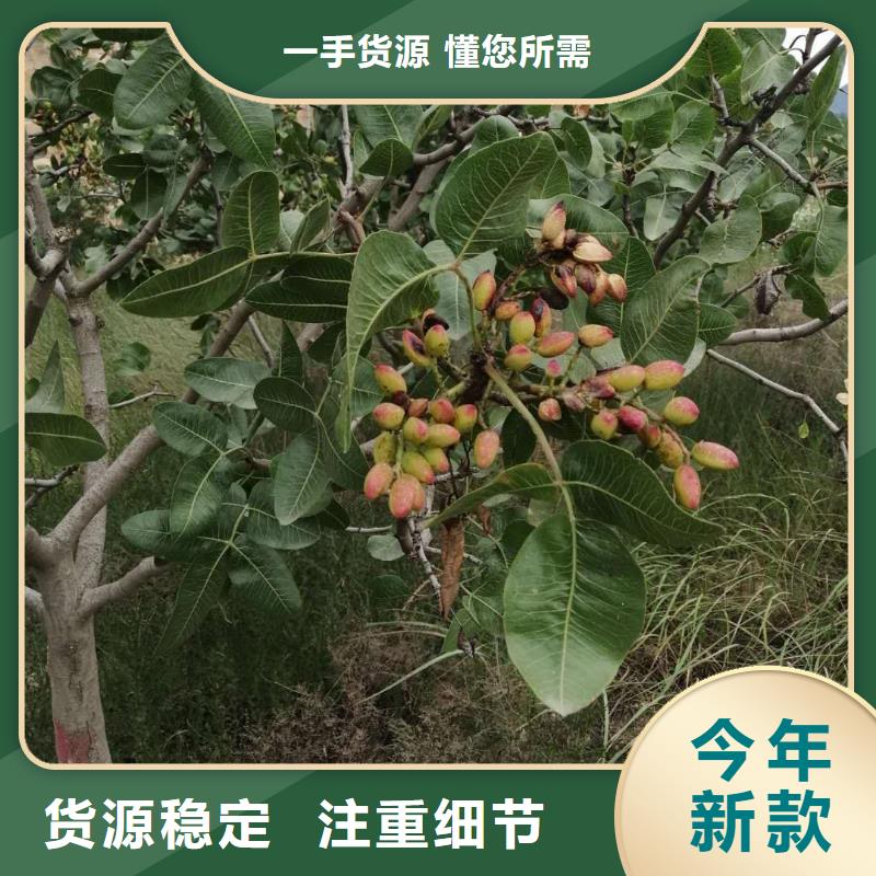 開心果蘋果苗商家