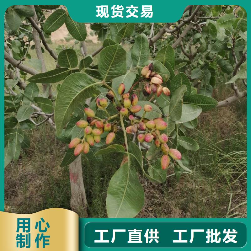 开心果板栗苗质量无忧