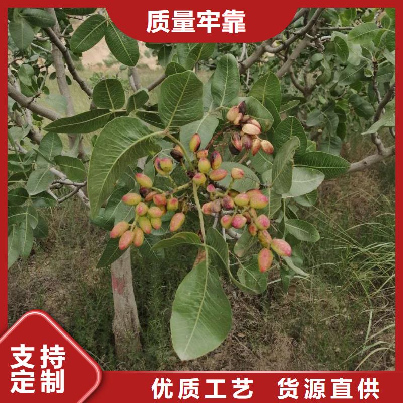 開心果,櫻桃苗采購(gòu)