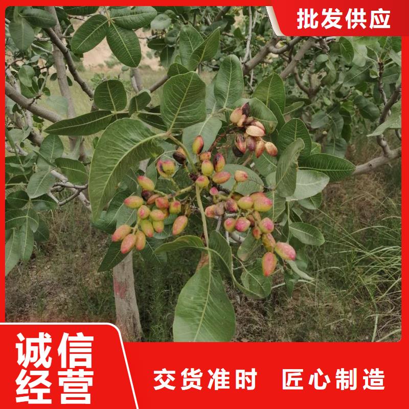 开心果桃树苗为品质而生产