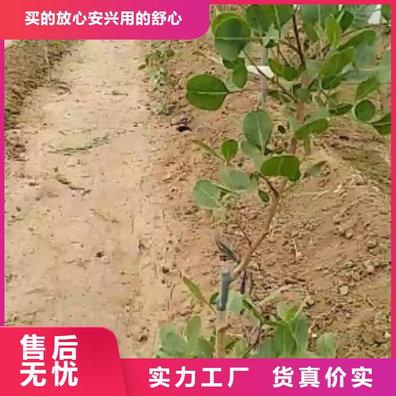 開心果蘋果苗商家