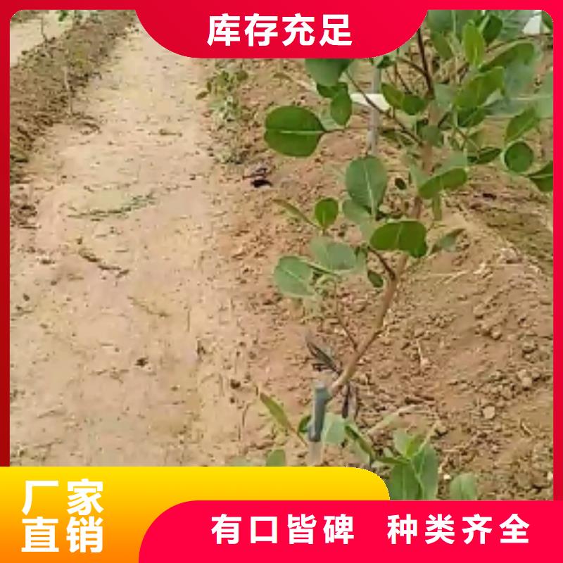 開心果,櫻桃苗采購(gòu)