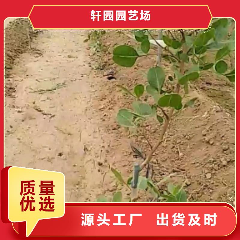 开心果桃树苗为品质而生产