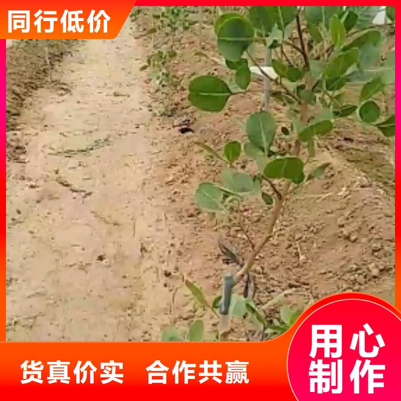 开心果李树苗甄选好厂家