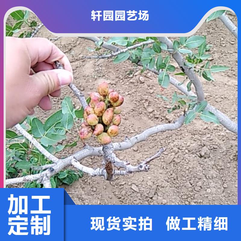 開心果蘋果苗商家