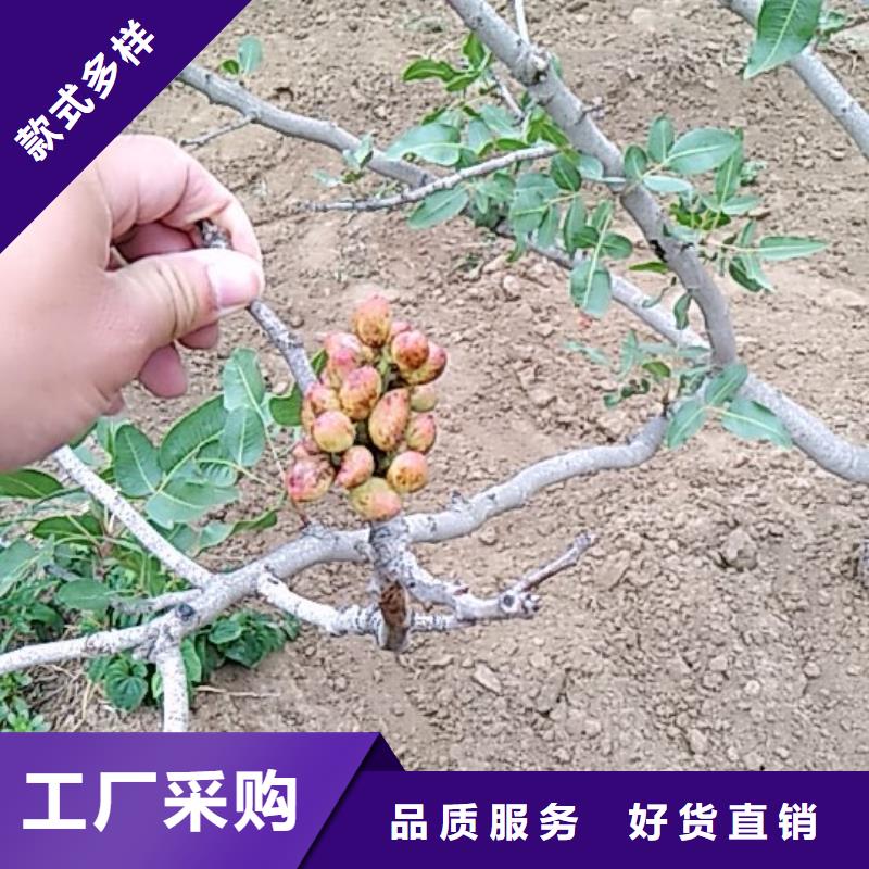 開心果_石榴樹源頭廠家