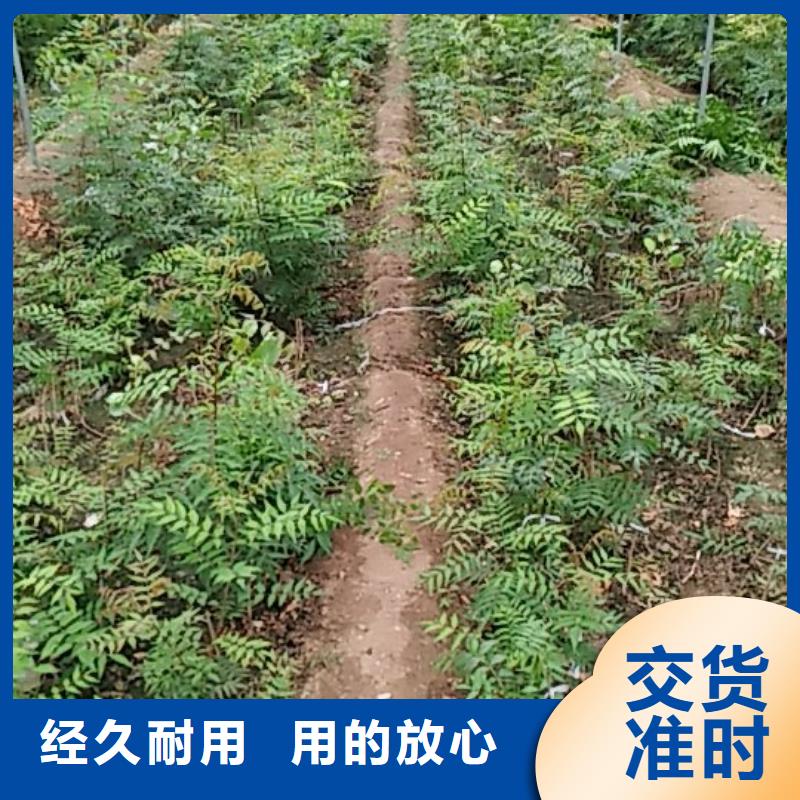 開心果蘋果苗商家