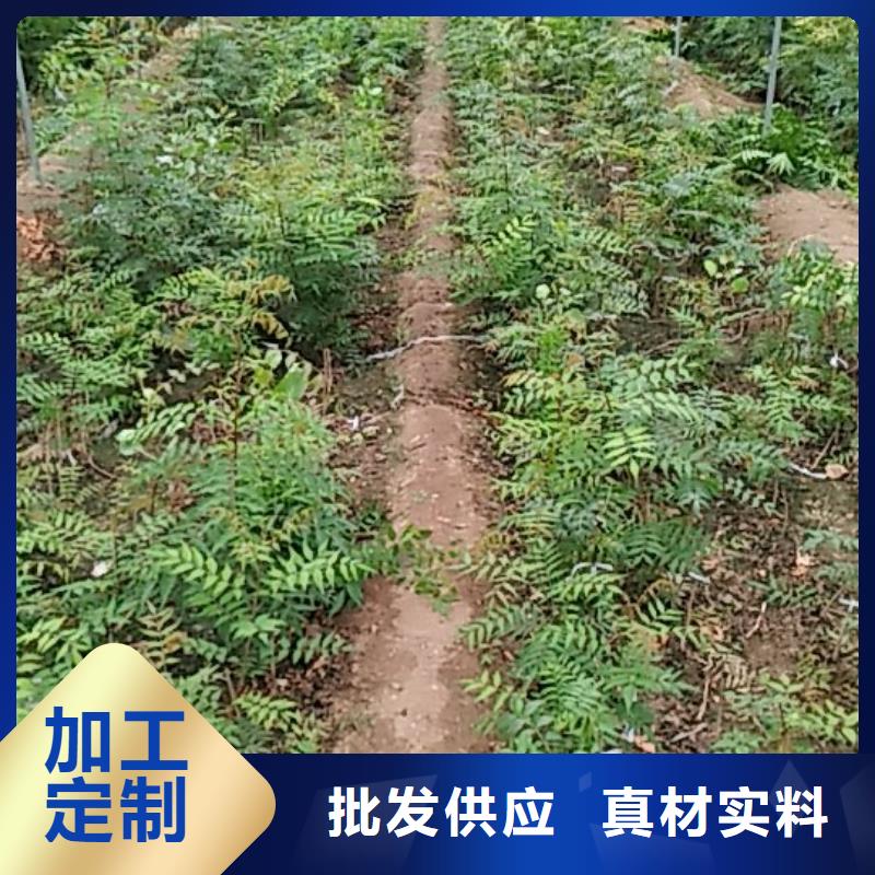 開心果,櫻桃苗采購