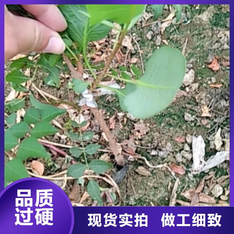 开心果樱桃苗质量安心