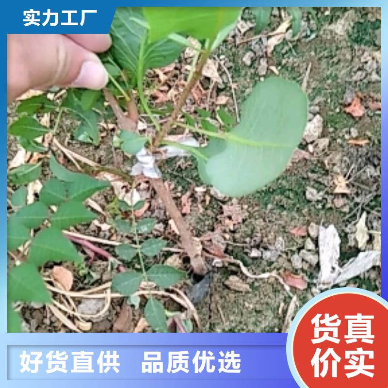 開心果,櫻桃苗采購