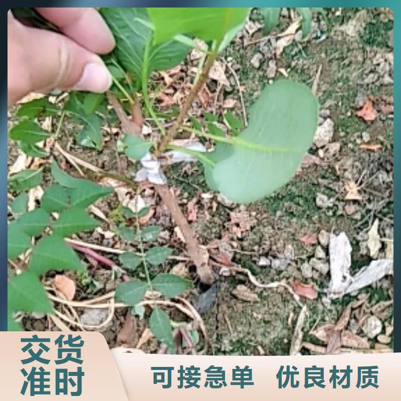 開心果蘋果苗商家