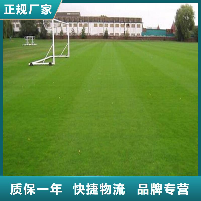 人造草坪-塑膠跑道值得買