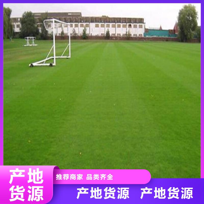  人造草坪当地货源