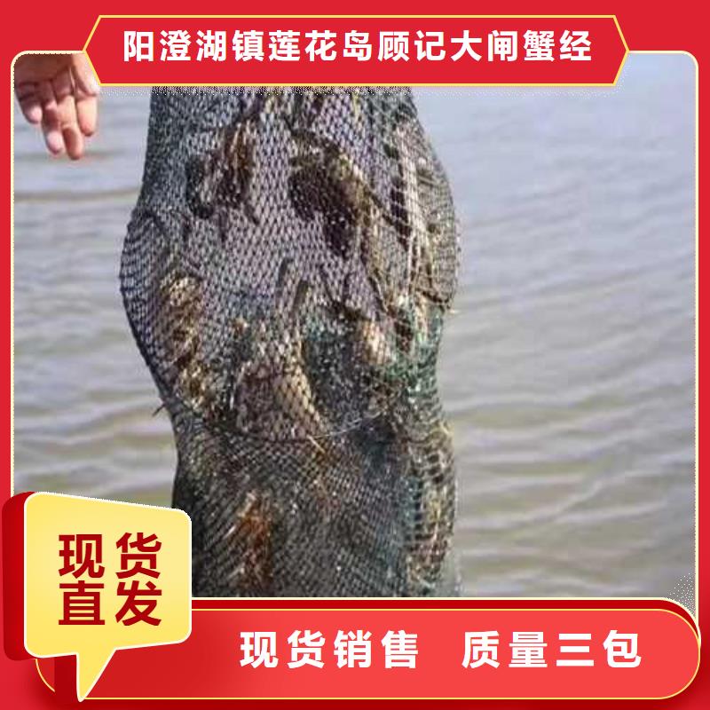 大閘蟹供應商