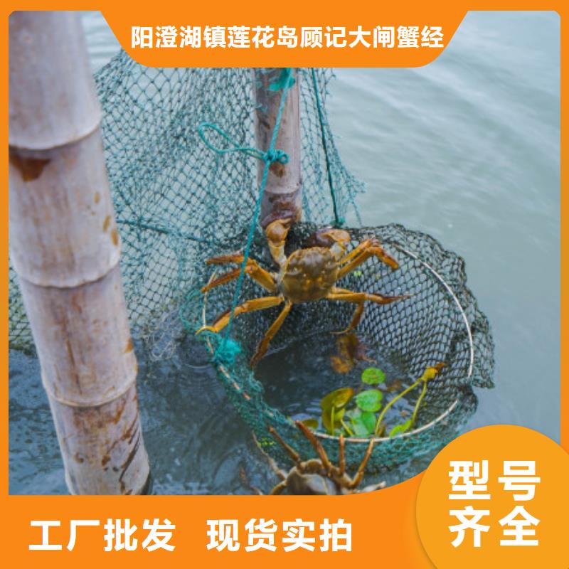 大閘蟹供應商