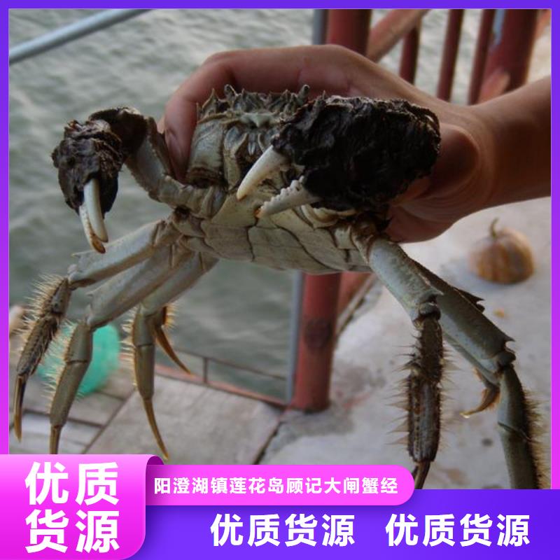 陽澄湖蟹哪家好蘇州蓮花島