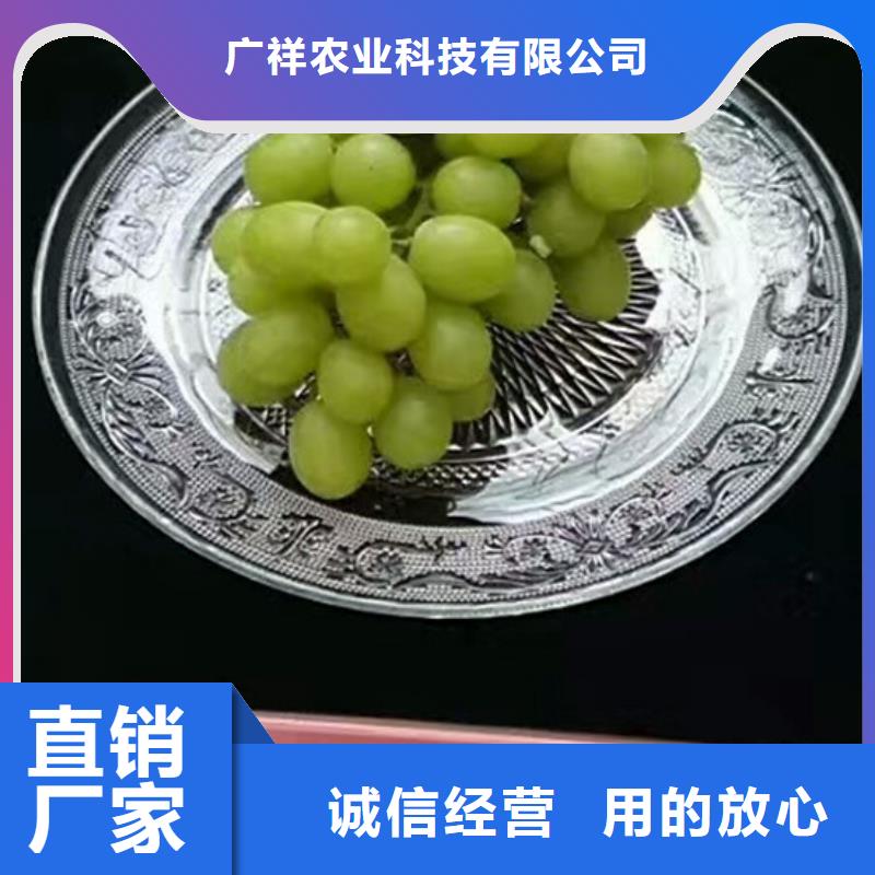 苹果苗基地视频-江苏省连云港市广祥苹果苗基地可服务区域海州|东海|扬州|泰州|宿迁|南京|常州|苏州等