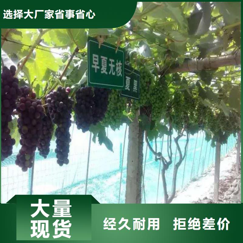 克瑞森葡萄苗-一家專業(yè)的廠家