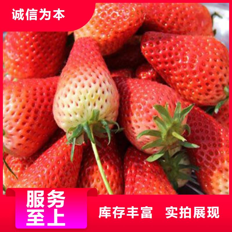 草莓苗 果树苗产地直销