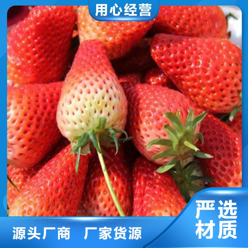 草莓苗-無(wú)花果樹苗老品牌廠家