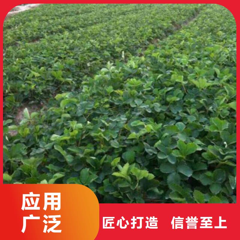 【草莓苗桃樹苗專業(yè)生產(chǎn)團(tuán)隊(duì)】