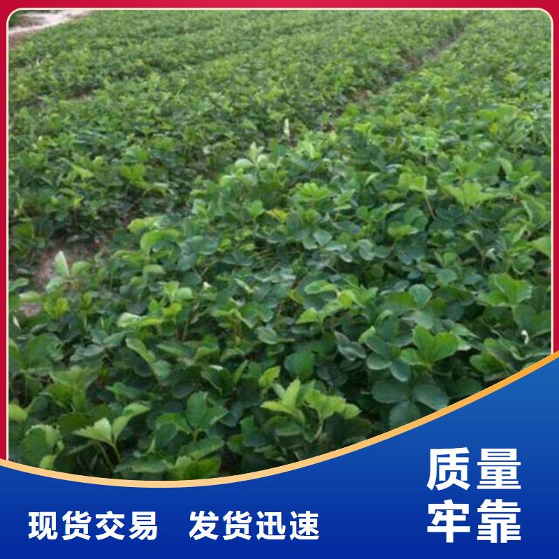 草莓苗【冬桃樹苗】應(yīng)用領(lǐng)域