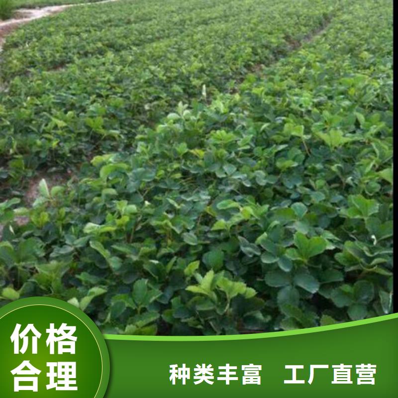 草莓苗_無籽葡萄樹苗好廠家有擔(dān)當(dāng)