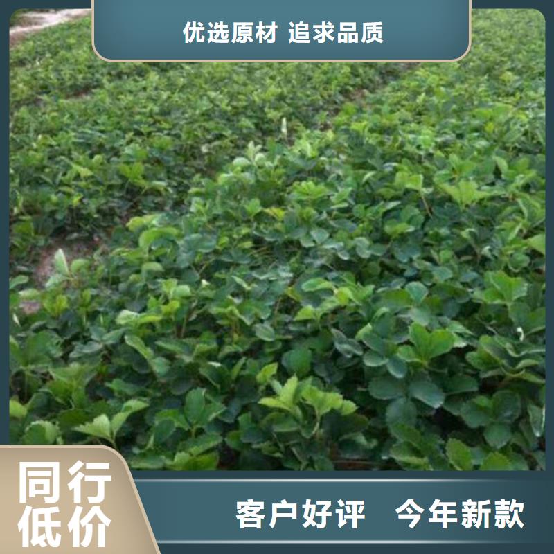 草莓苗果樹苗全品類現(xiàn)貨