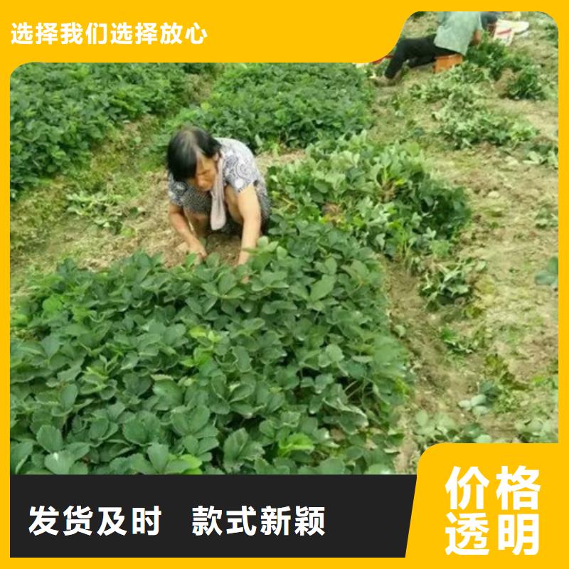 【草莓苗桃樹苗專業(yè)生產(chǎn)團(tuán)隊(duì)】