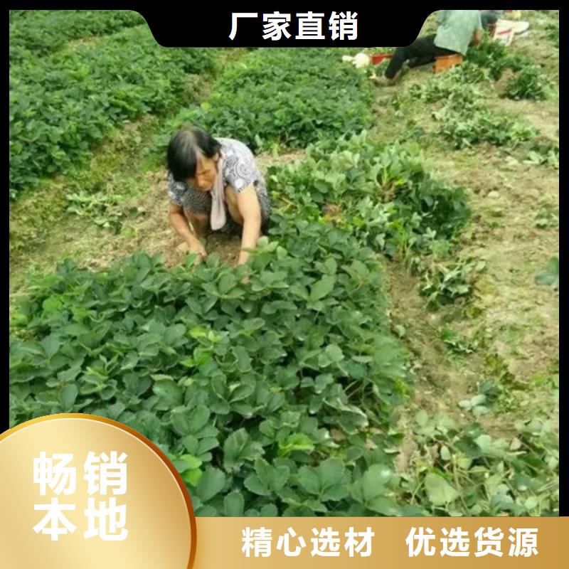 草莓苗_大棚草莓苗按需定制