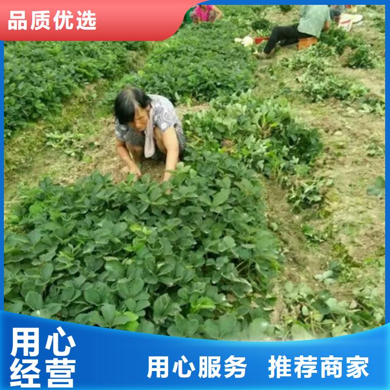 草莓苗黃金蘋果樹苗基地買的是放心