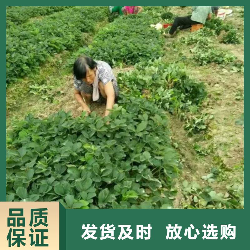 草莓苗-葡萄苗基地多年行业积累
