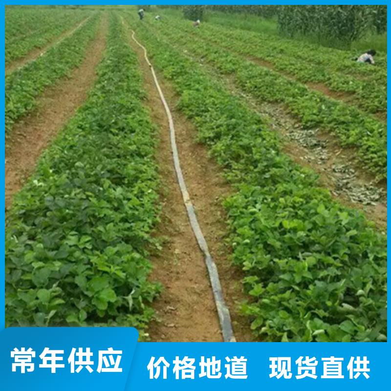 草莓苗,夏黑葡萄苗極速發(fā)貨