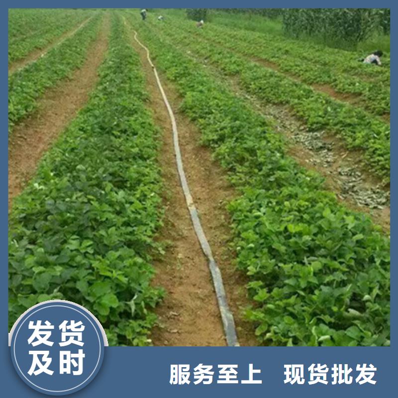 質(zhì)量好的隋珠草莓苗廠家排名