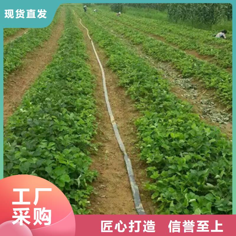 草莓苗 花椒樹苗批發(fā)價(jià)格