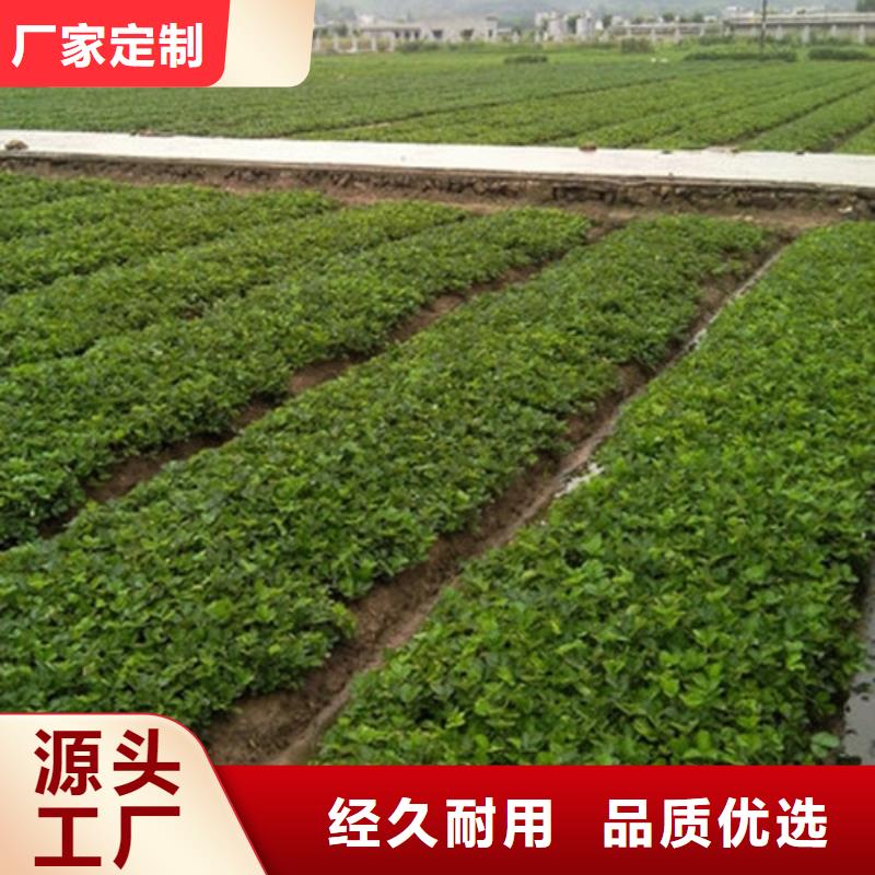 草莓苗大棚草莓苗厂家直营