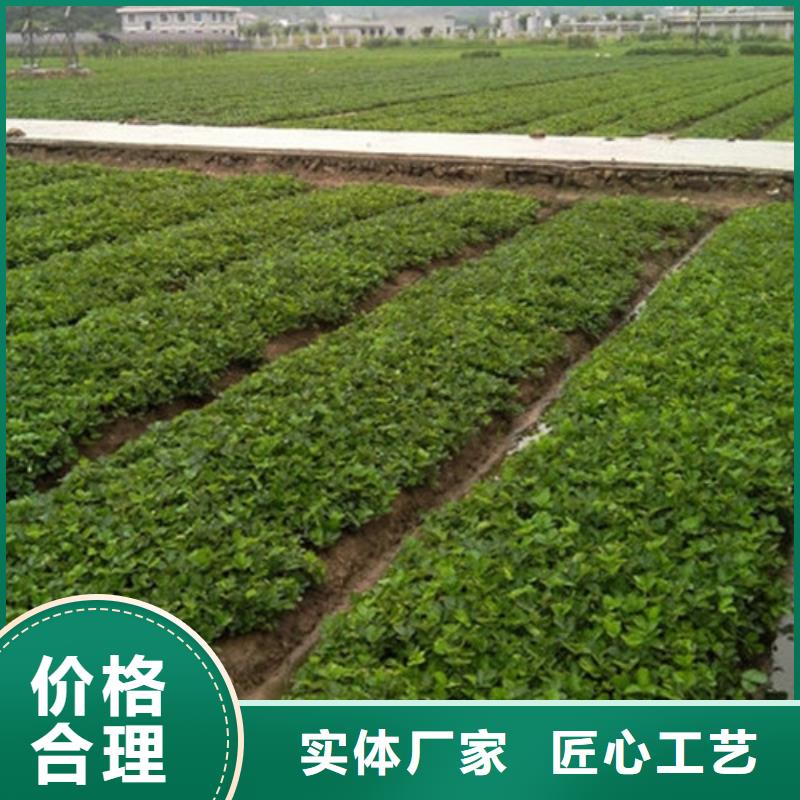 草莓苗,蓝宝石葡萄苗一手货源源头厂家