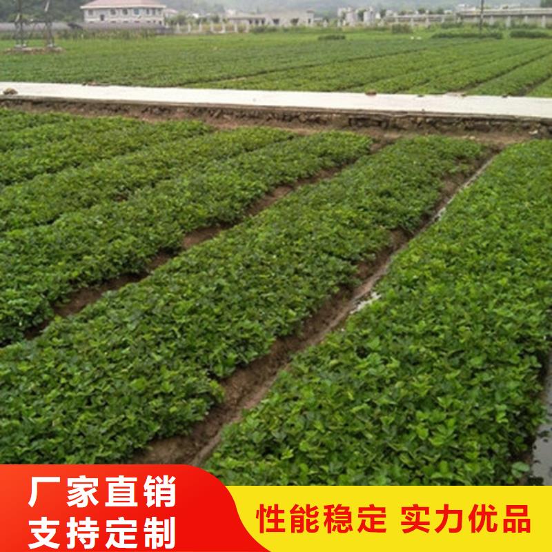 草莓苗大棚草莓苗廠家工藝先進(jìn)