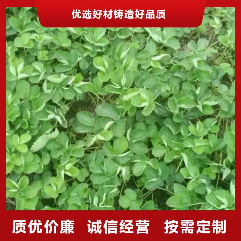 草莓苗黃金蘋果樹苗基地買的是放心